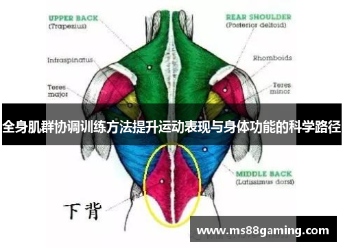 全身肌群协调训练方法提升运动表现与身体功能的科学路径